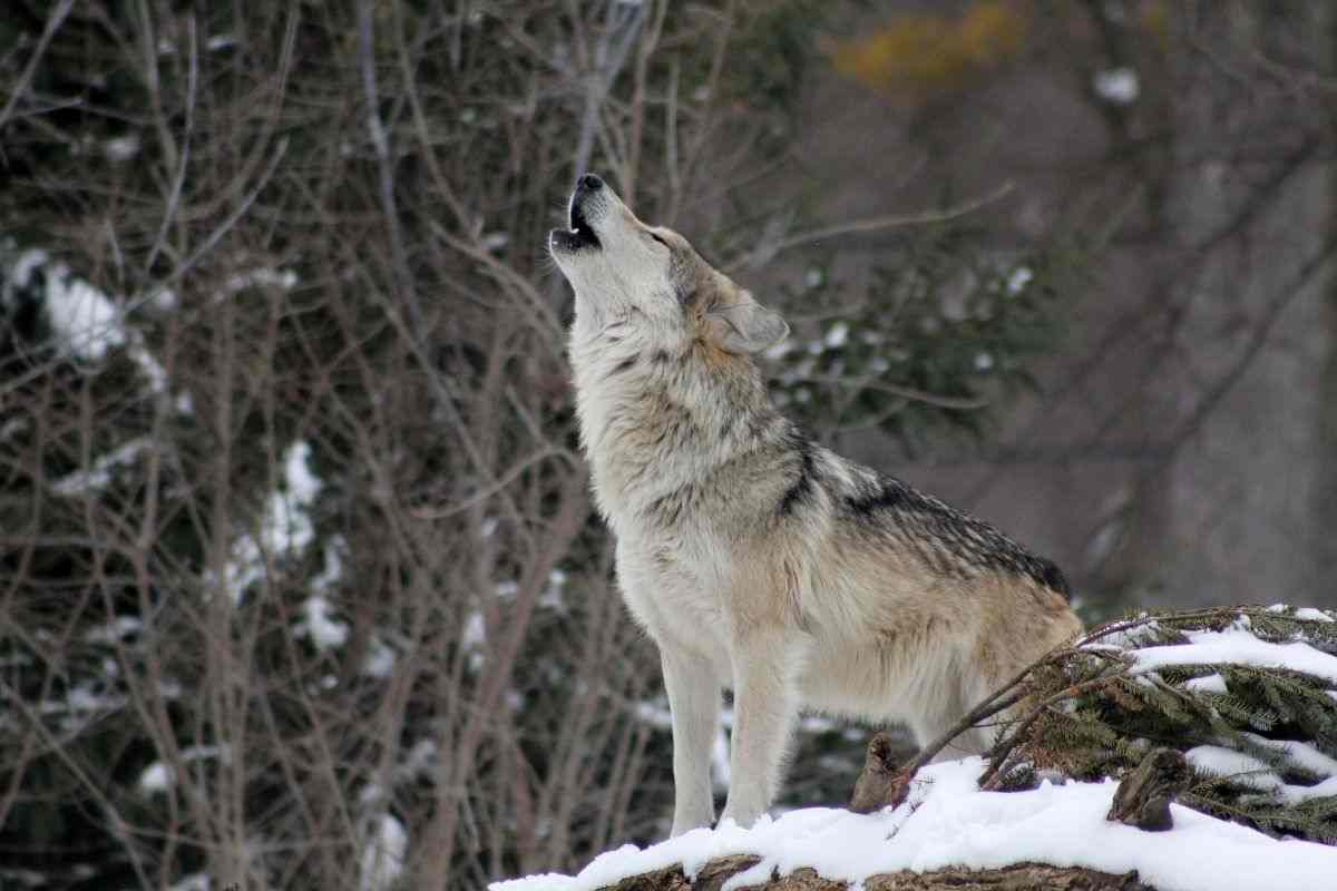 lupo in montagna