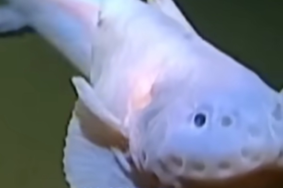 Pesce lumaca 