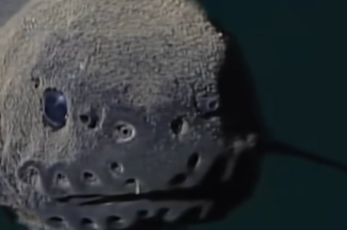 pesce lumaca