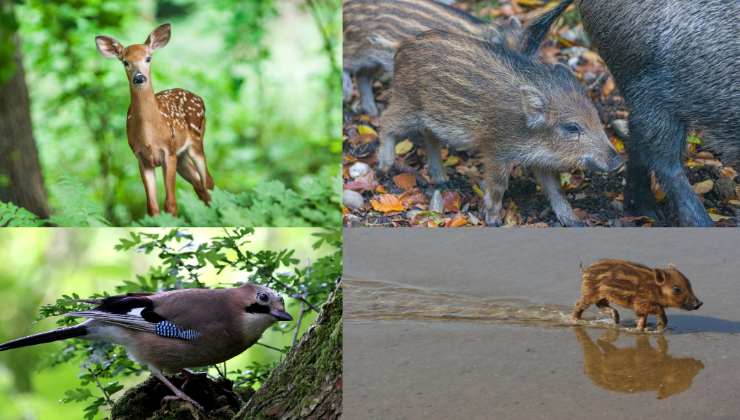 salvare gli animali dai cacciatori