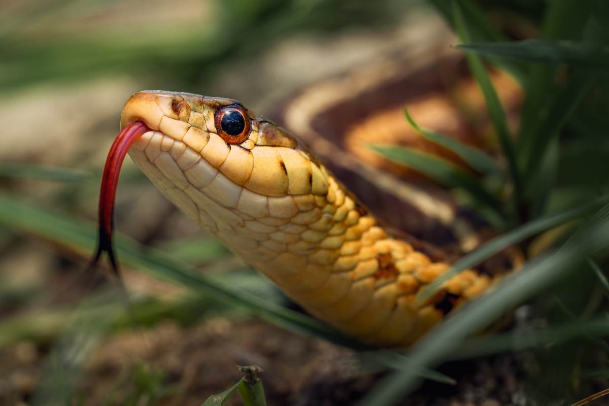 serpente erba