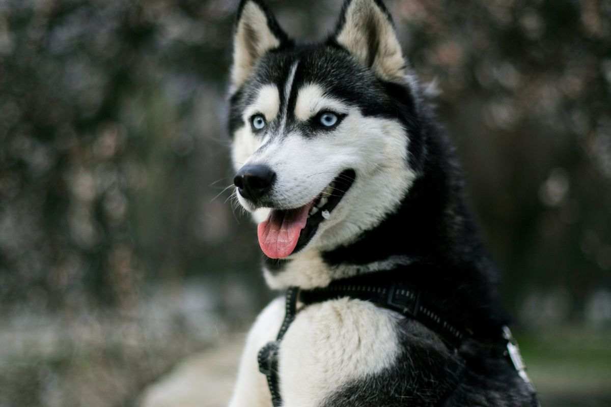 siberian husky