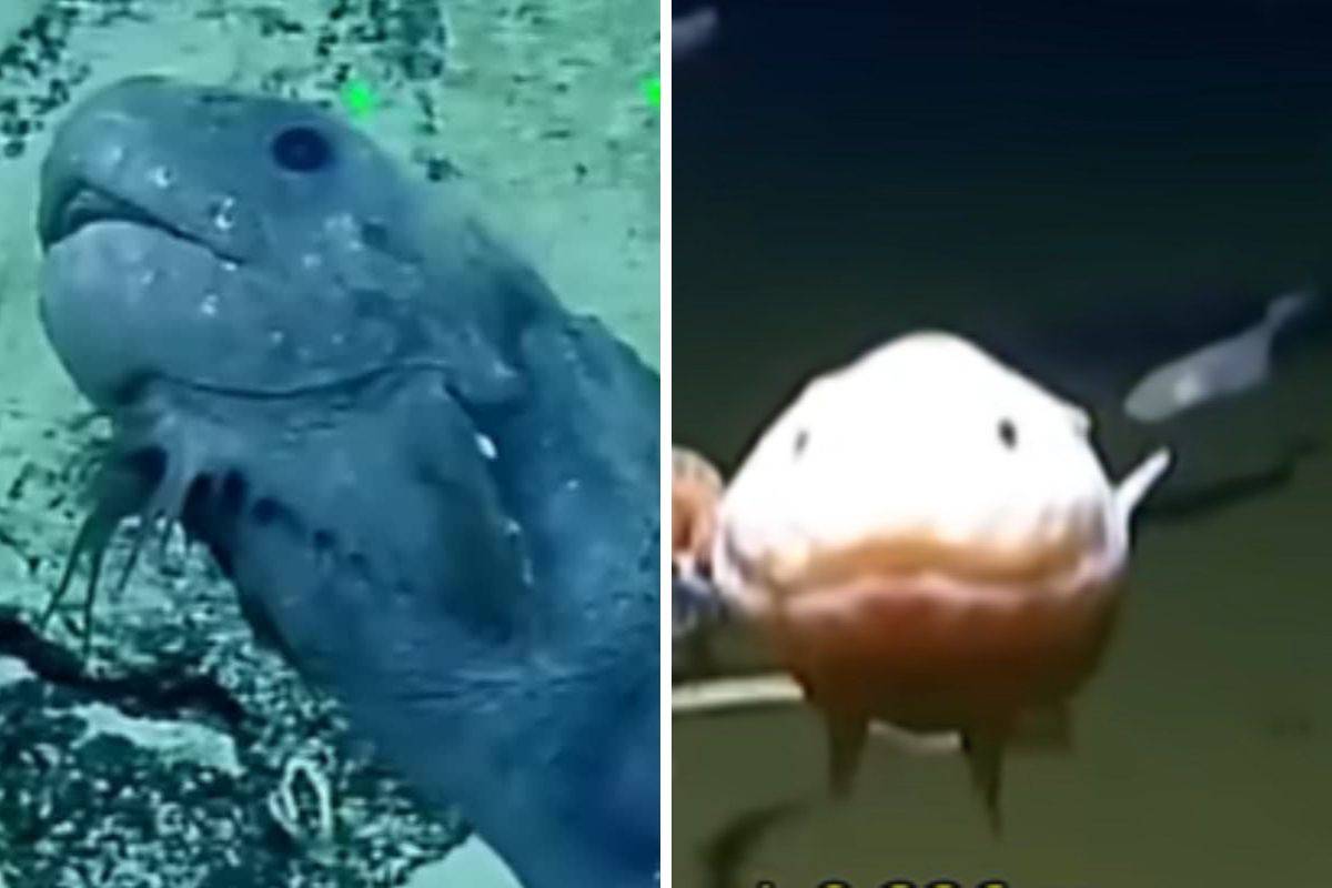 pesce lumaca