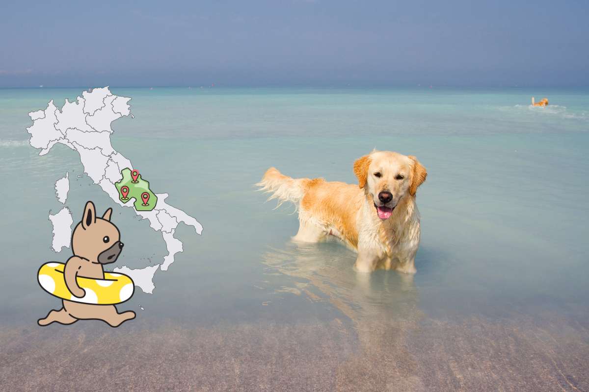 spiagge per cani nelle marche