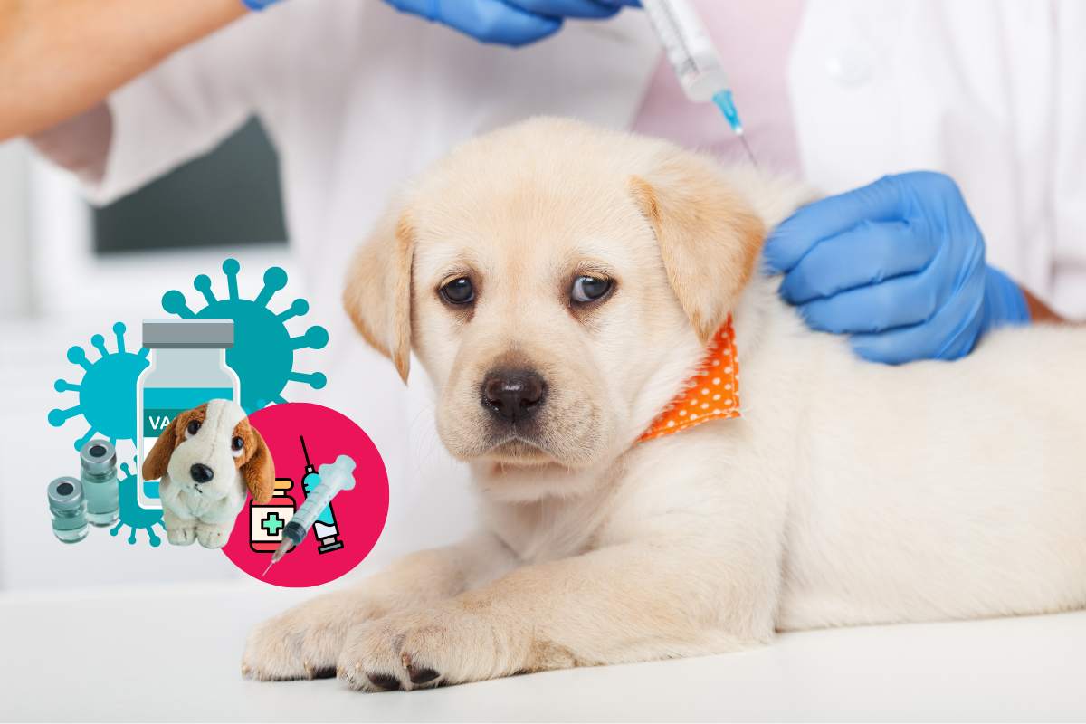 vaccini per i cani