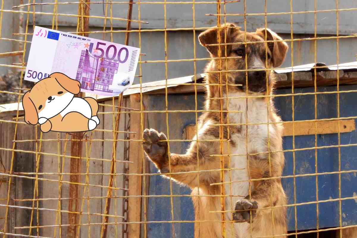 500 euro per adottare un cane