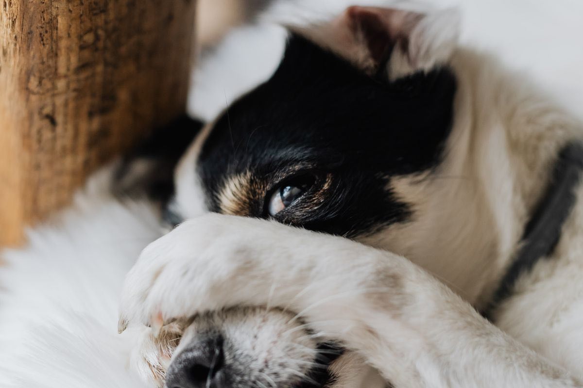 Cane si copre la testa con una zampa