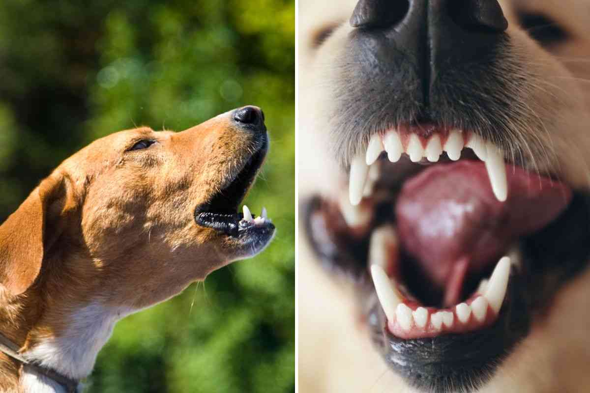 Cane abbaia e altro ringhia