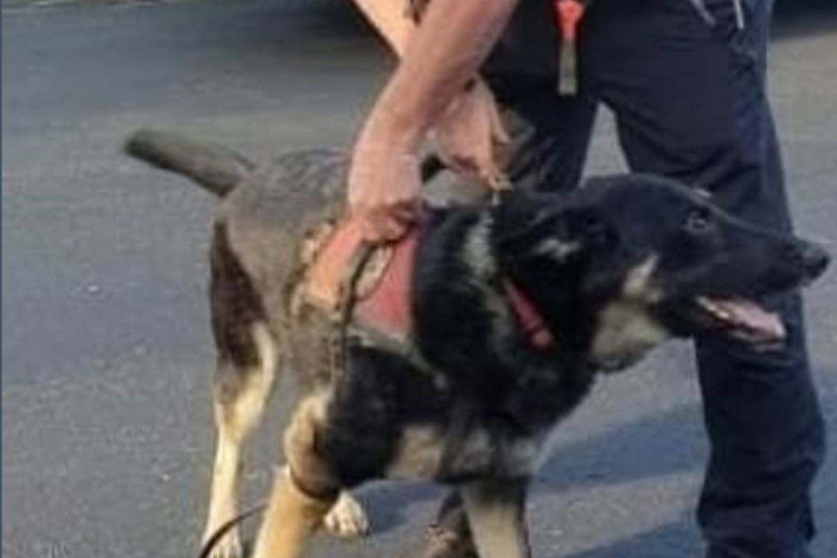 Cane da soccorso