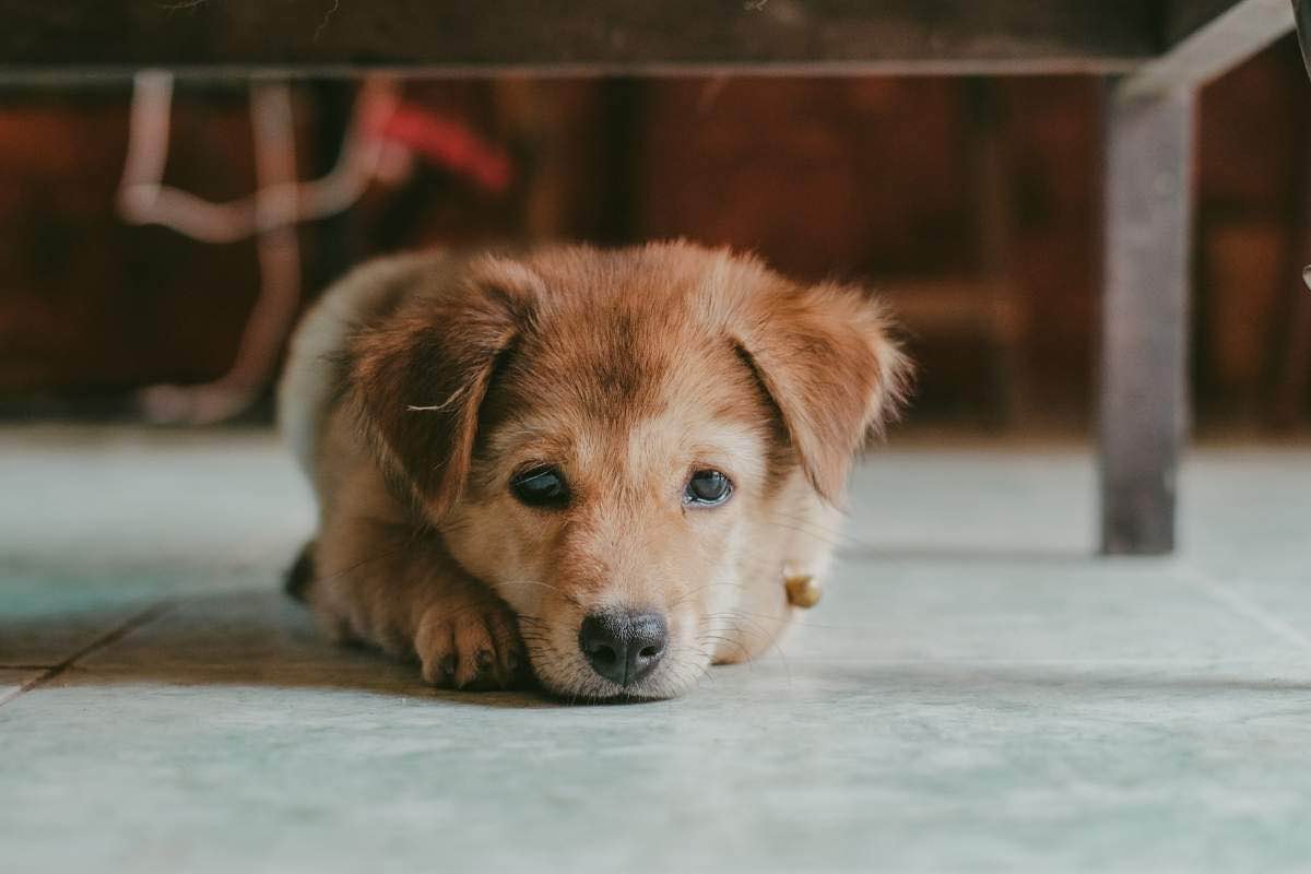 Cucciolo di cane triste seduto sotto un tavolo