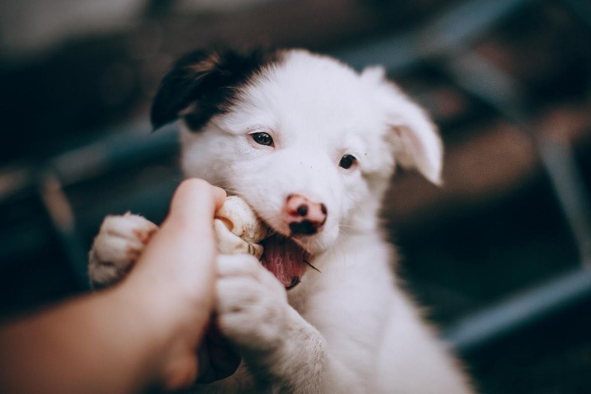 Mano di un uomo nella bocca del cane 