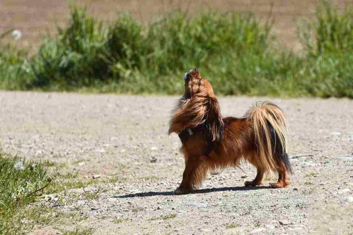 Cane ulula