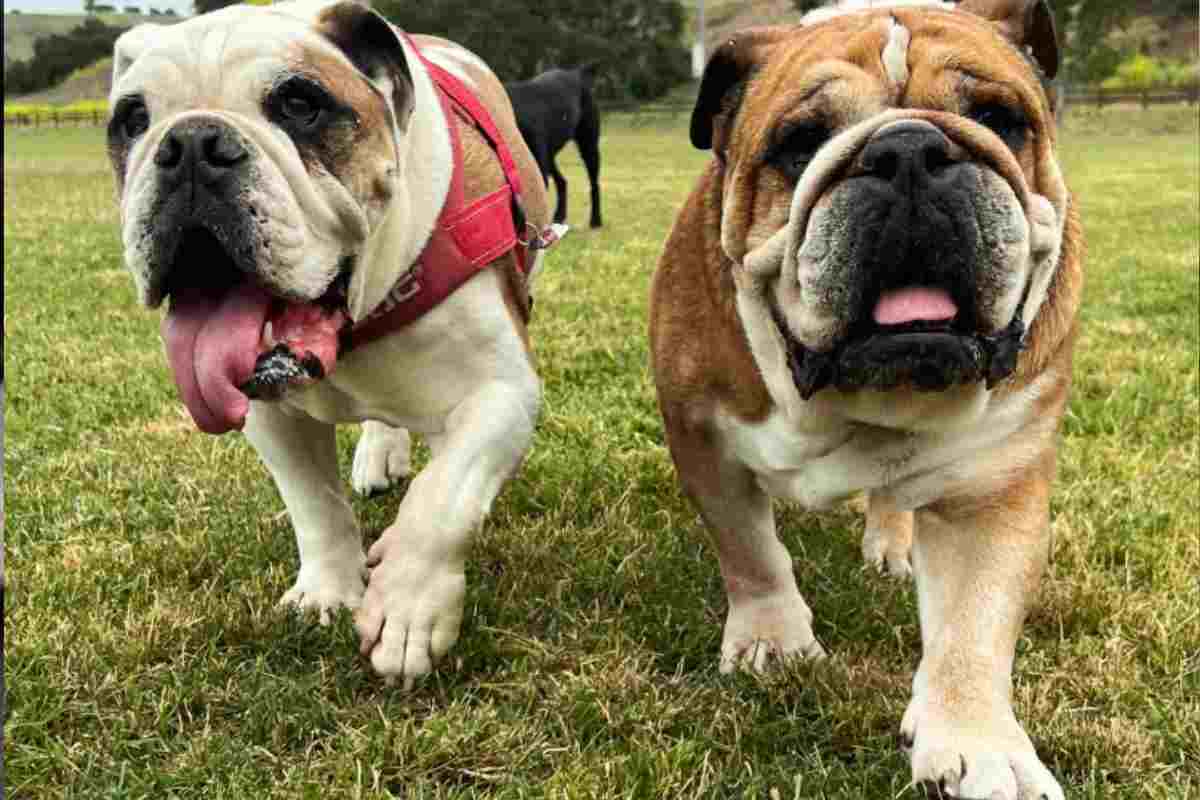 Roscoe e Coco