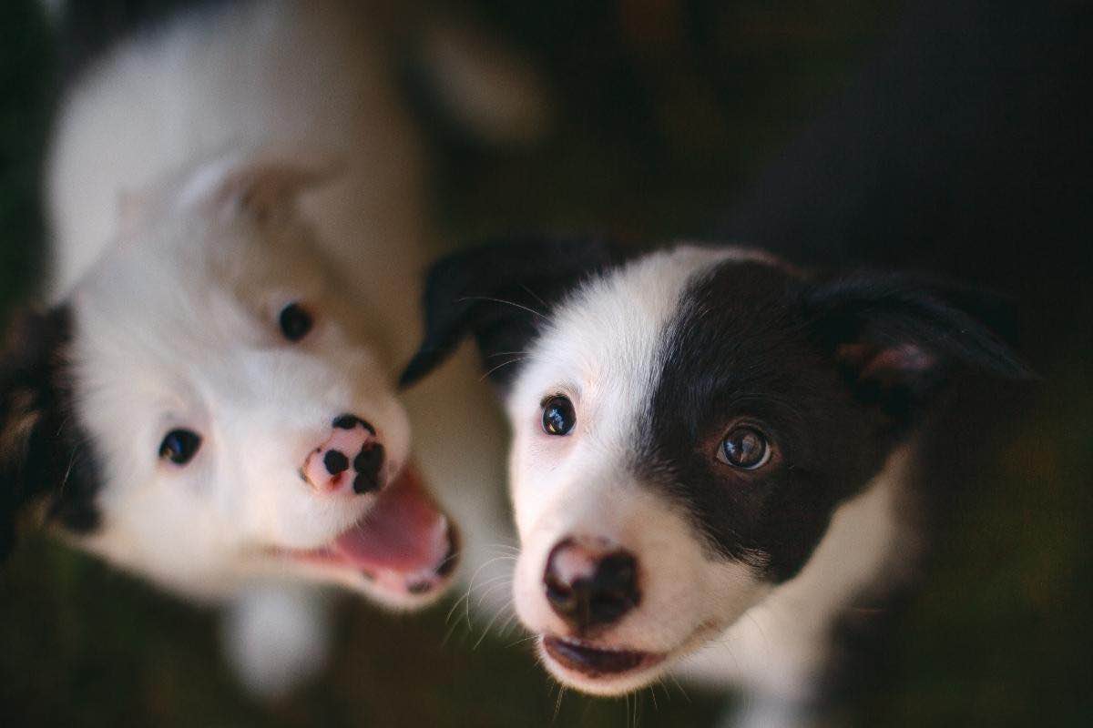 Due cuccioli di cane visti dall’alto