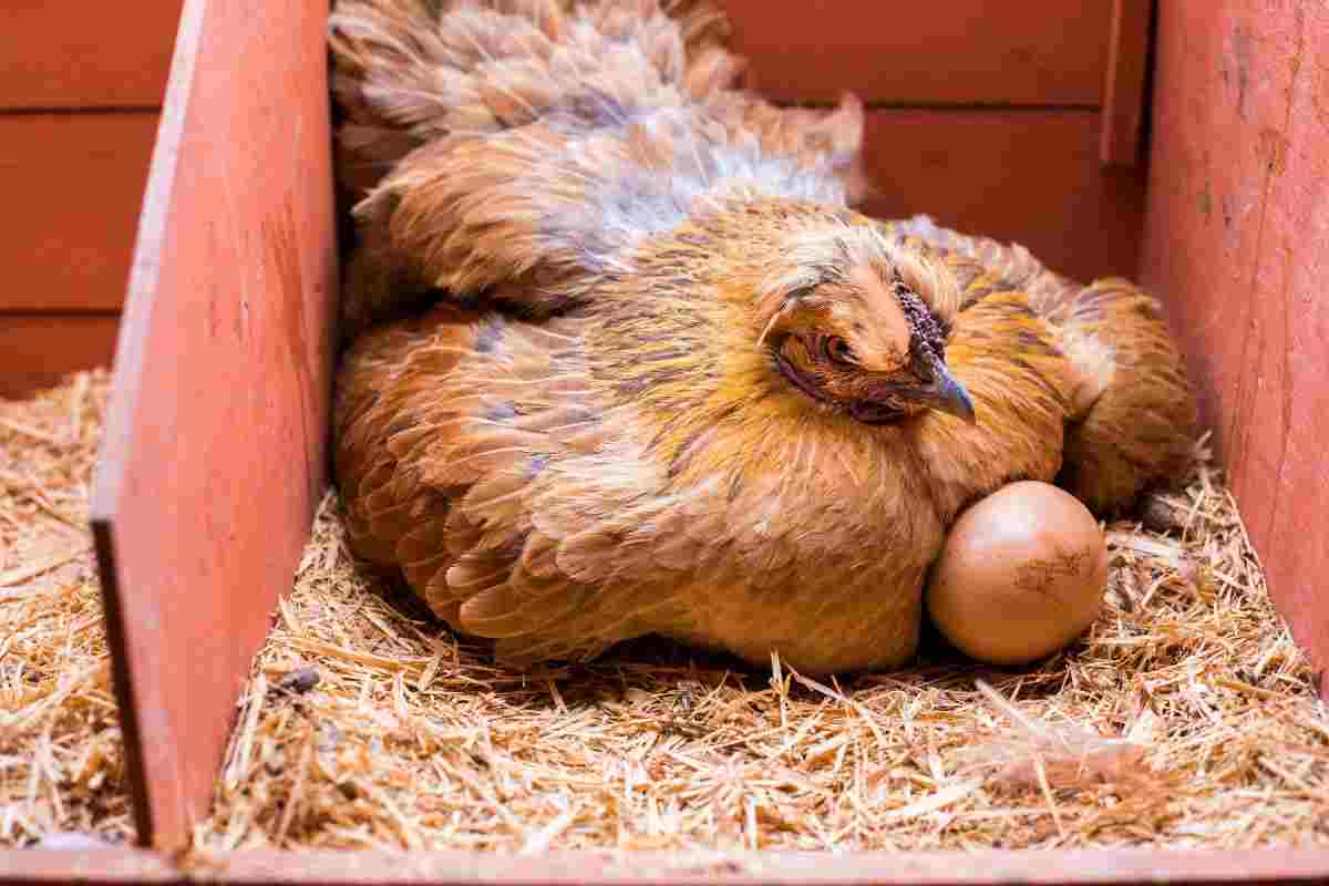 Gallina cova uova