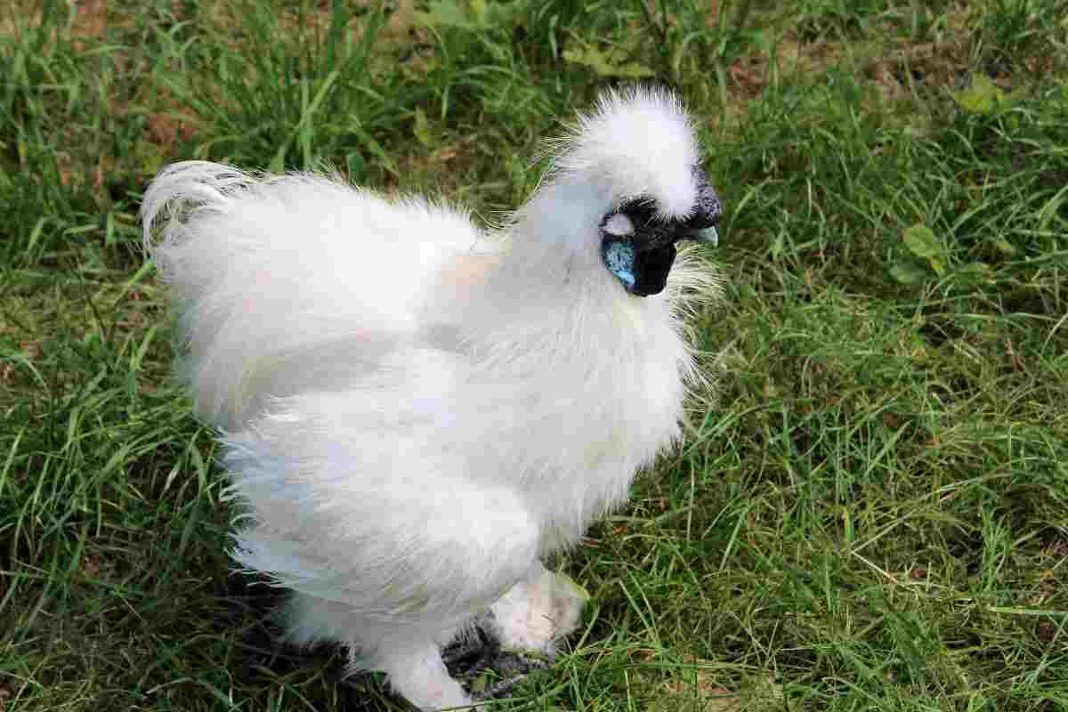 Gallina moroseta