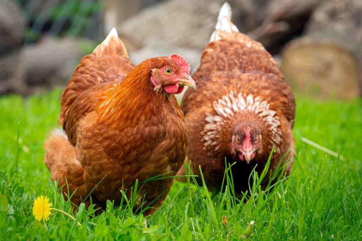 Galline da uova