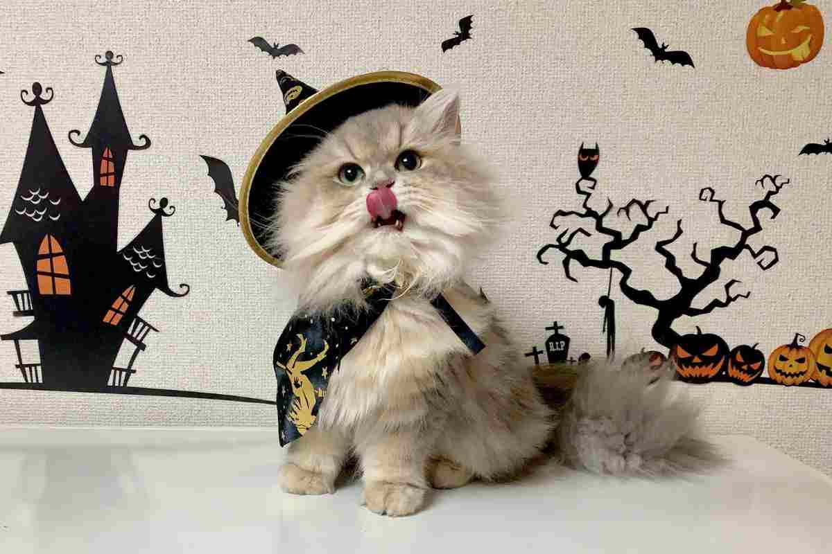 Gatto strega