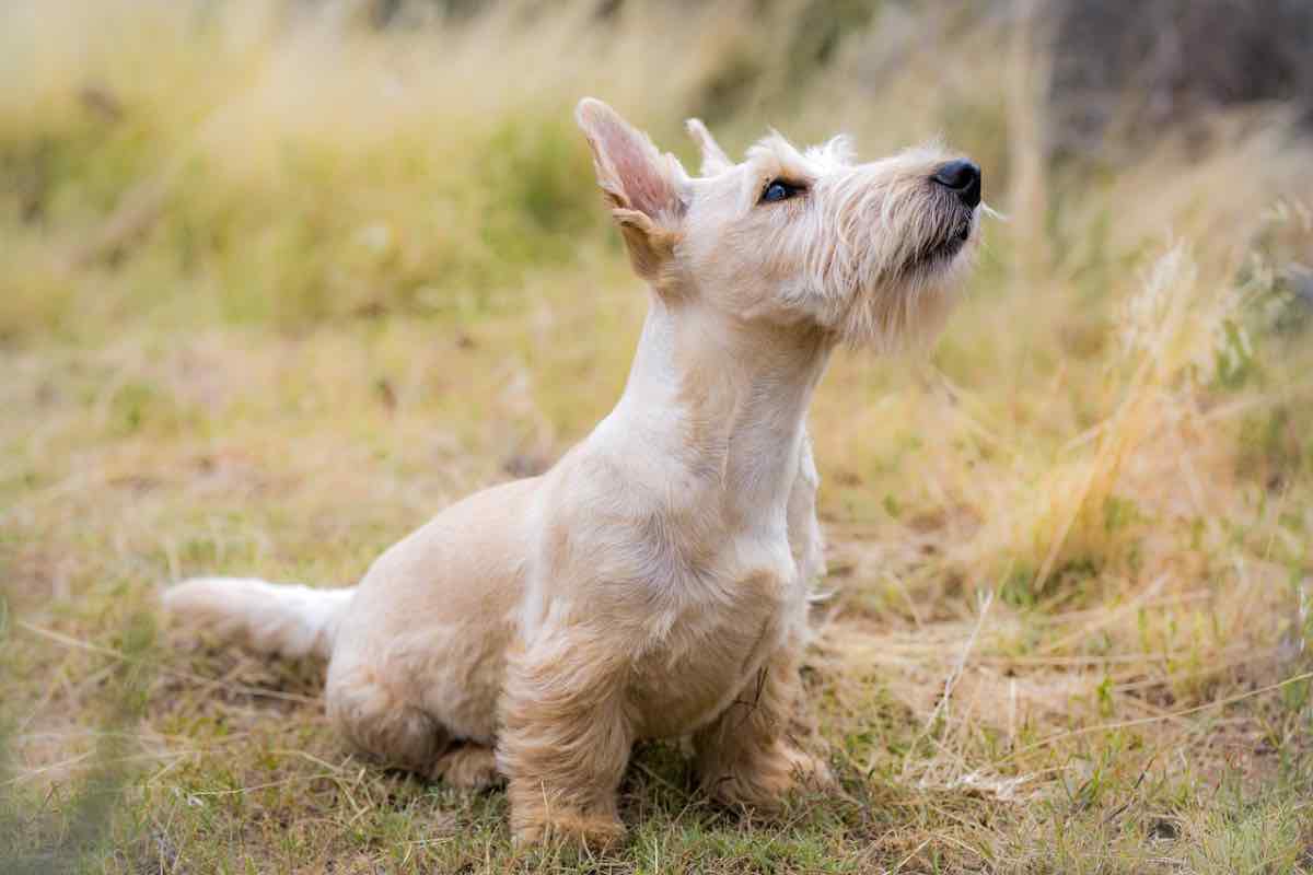Cane dal pelo bianco seduto nel prato