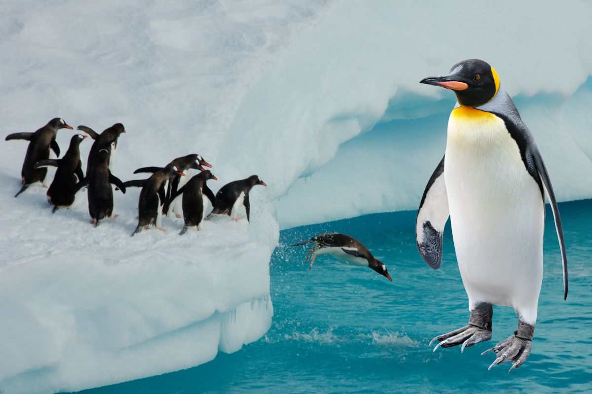 Pinguini