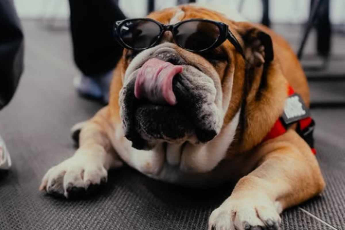 Roscoe nella scuderia