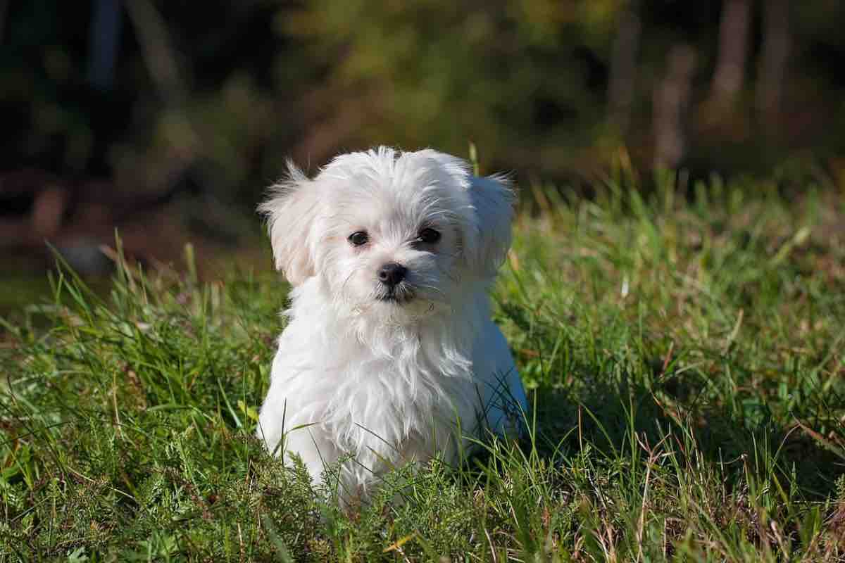 Cane di piccola taglia accovacciato sull’erba