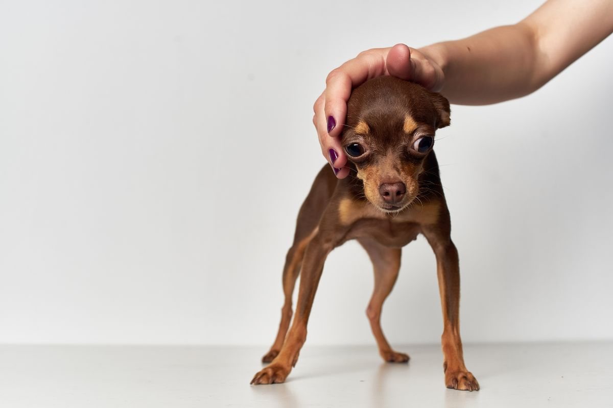 Calmare il cane