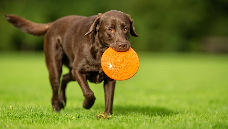 adottare cane