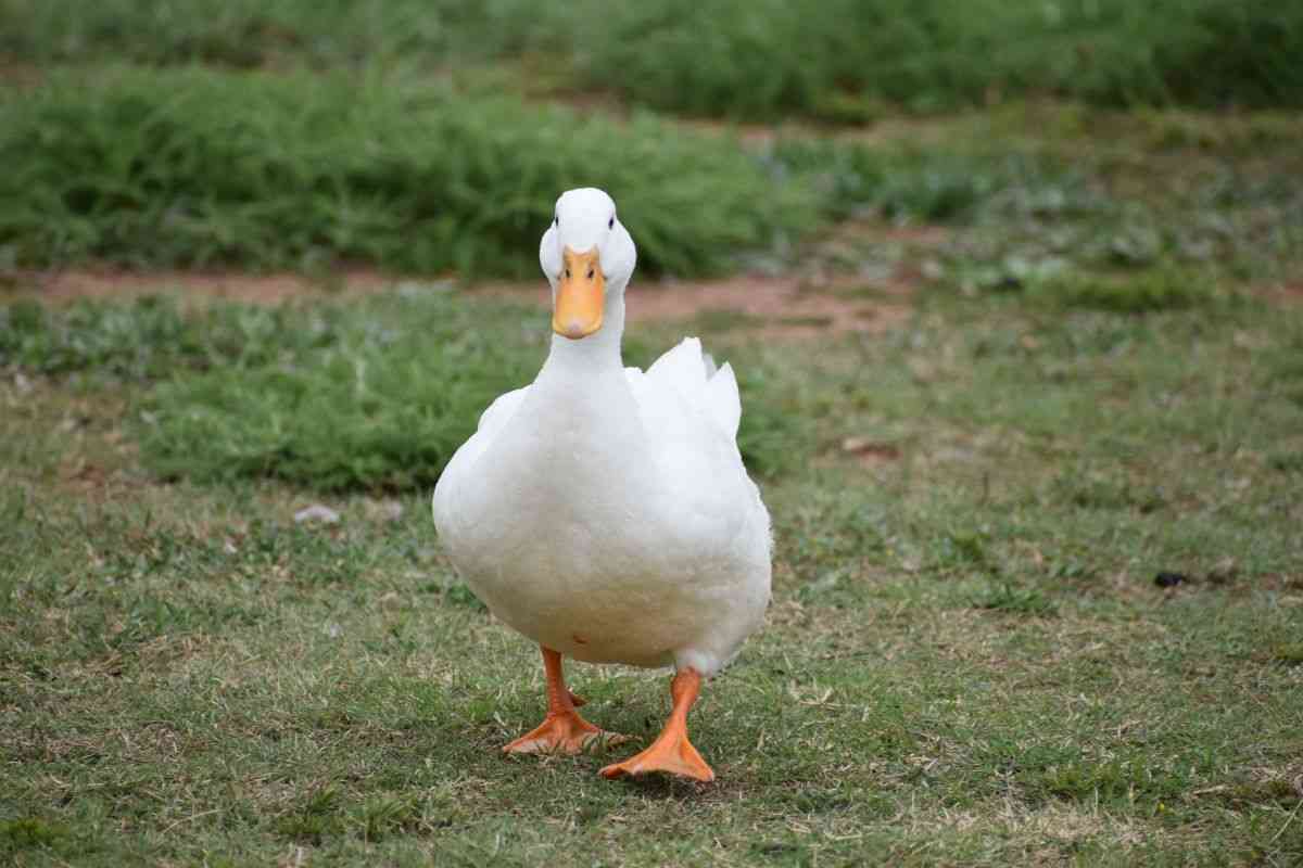 anatra