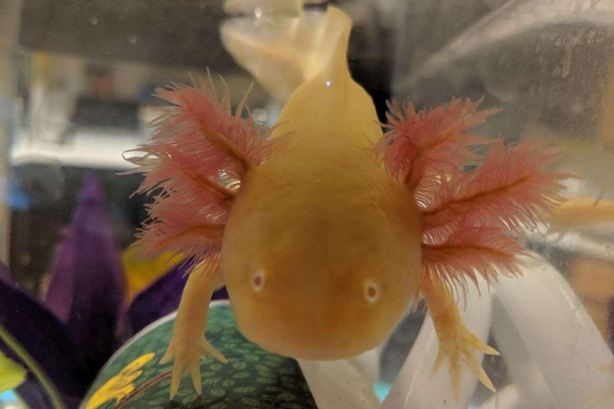 axolotl