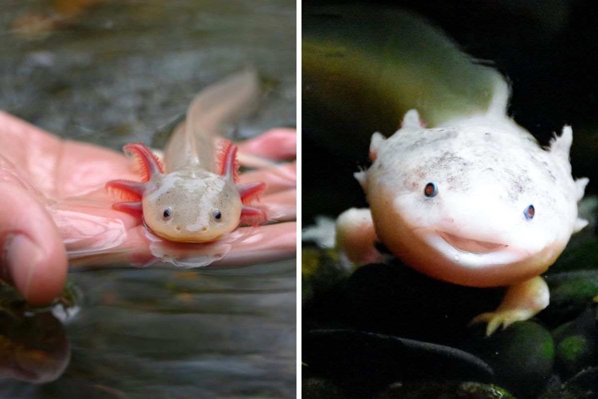 axolotl