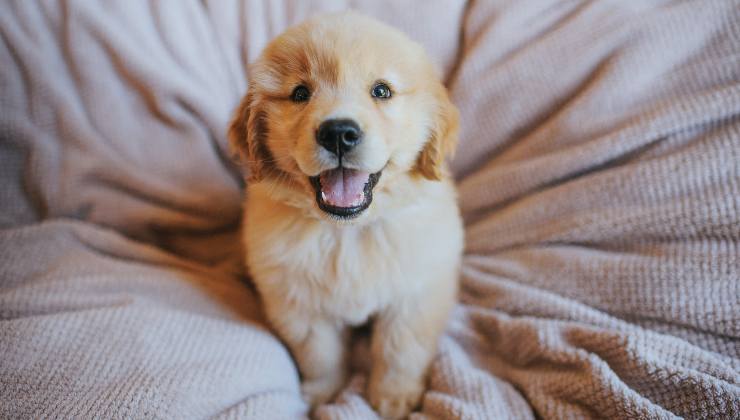 cagnolino golden retriever