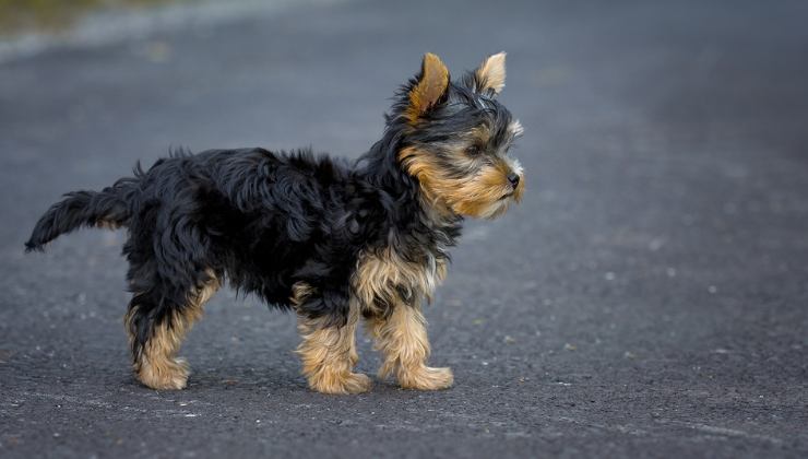 cagnolino ucciso