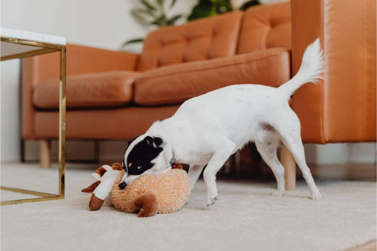 cane e peluche