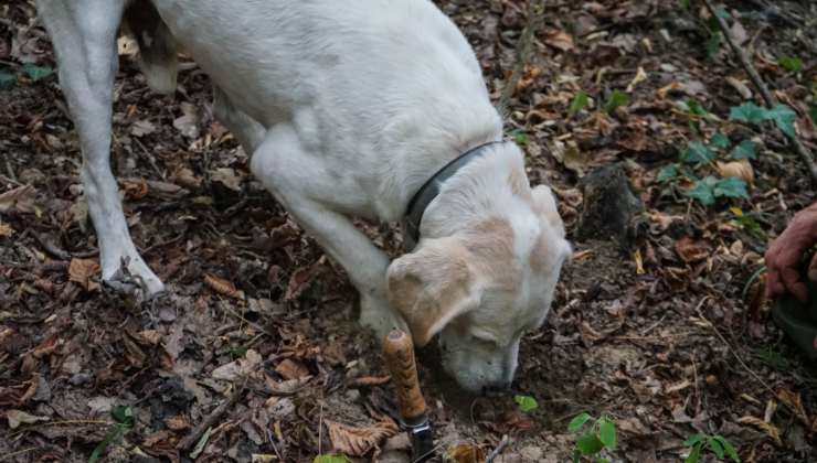 cane da tartufi