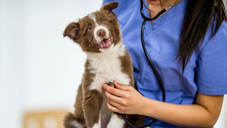 cane dal veterinario
