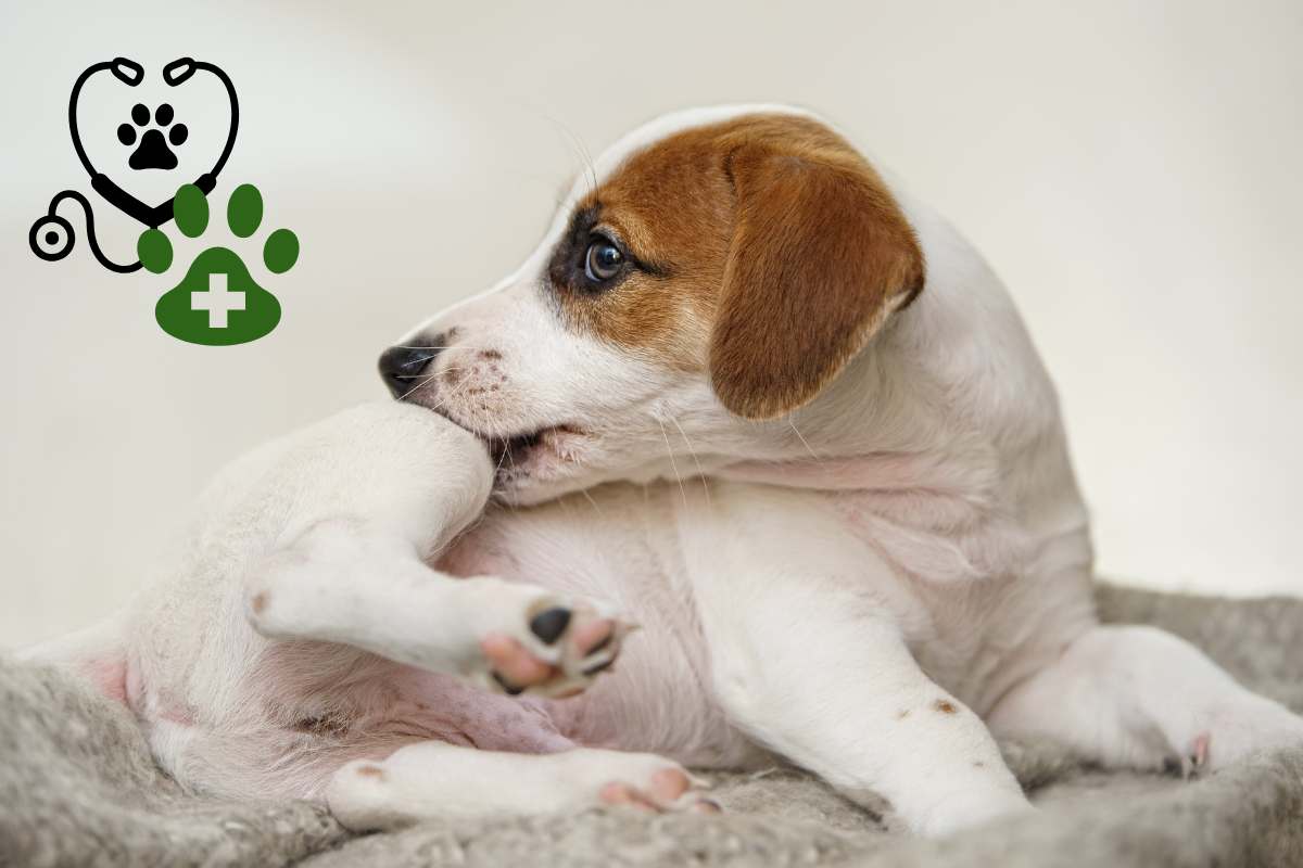 cane dal veterinario