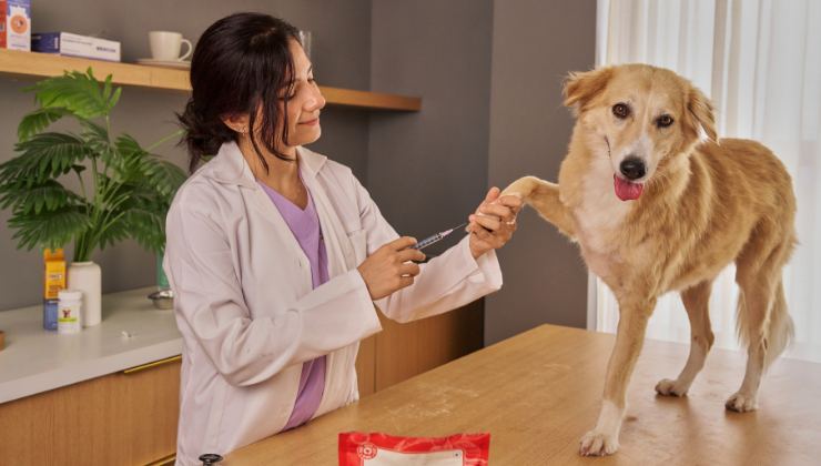 cane e veterinaria