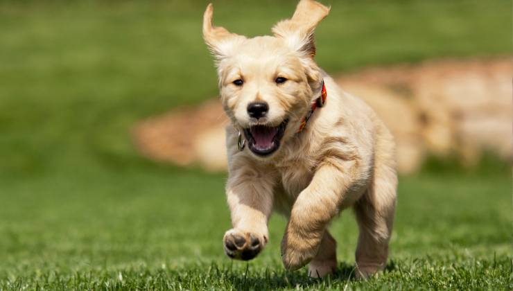 cane golden retriever