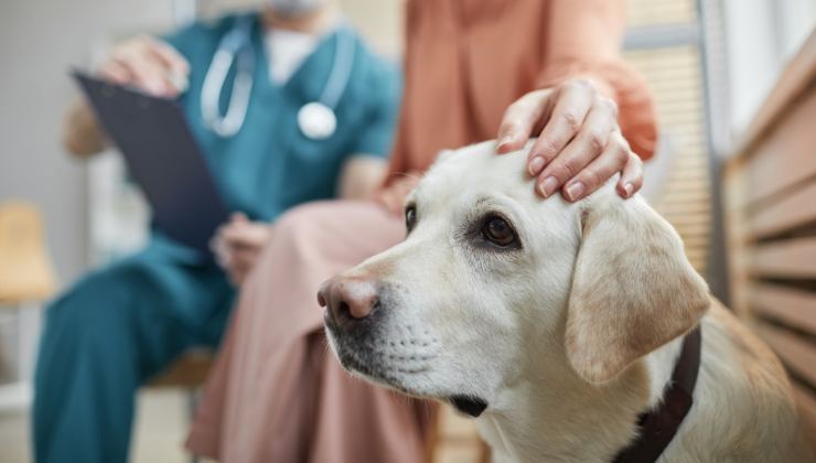 cane in clinica veterinaria