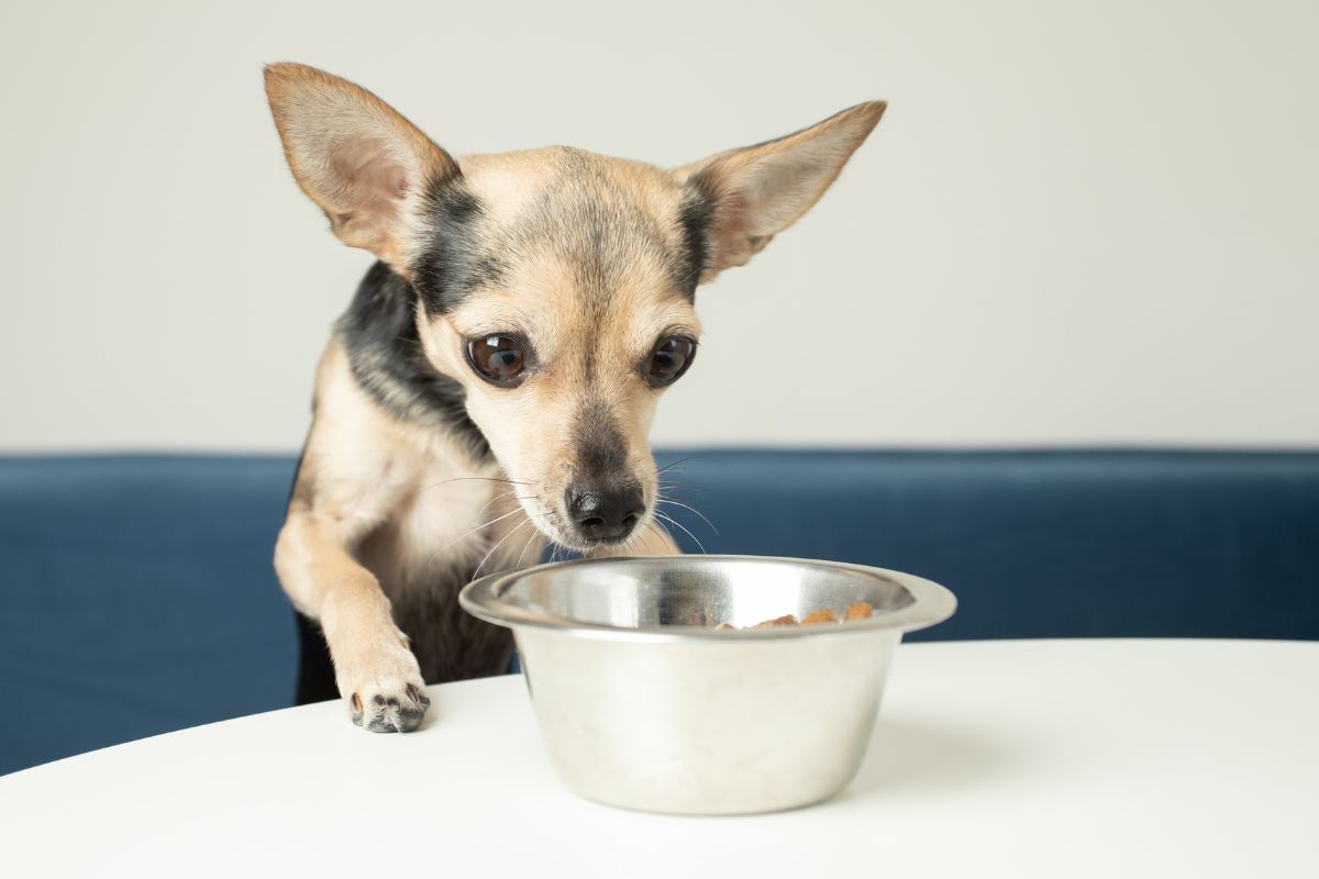 cane non mangia
