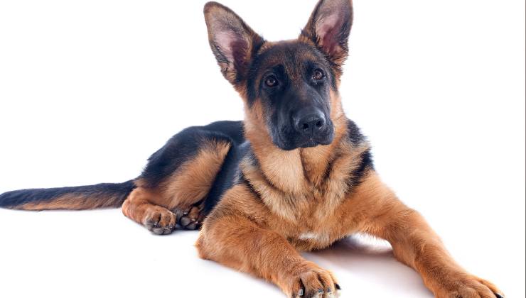 cane pastore tedesco