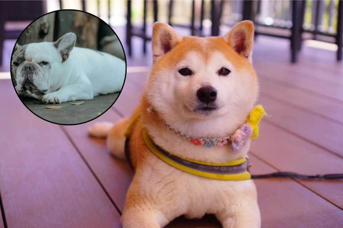 cane sdraiato