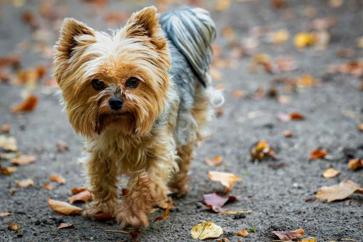 cane ucciso
