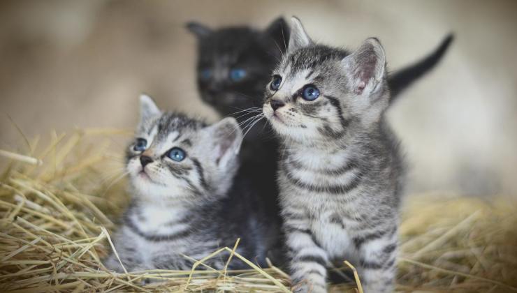 cuccioli