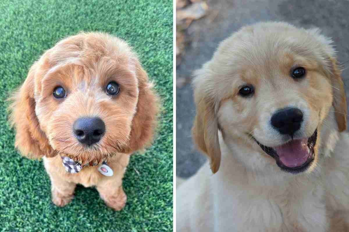 cuccioli