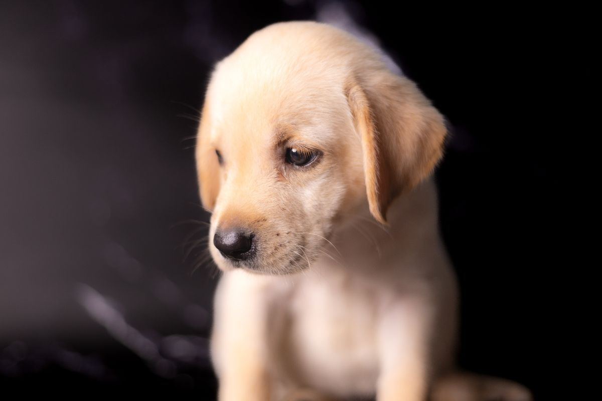 cucciolo labrador