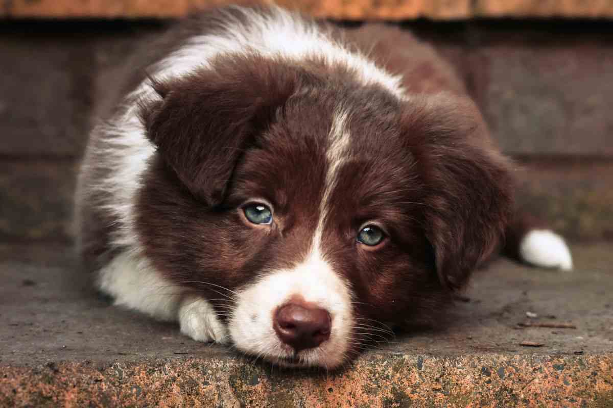 cucciolo solo sulle scale