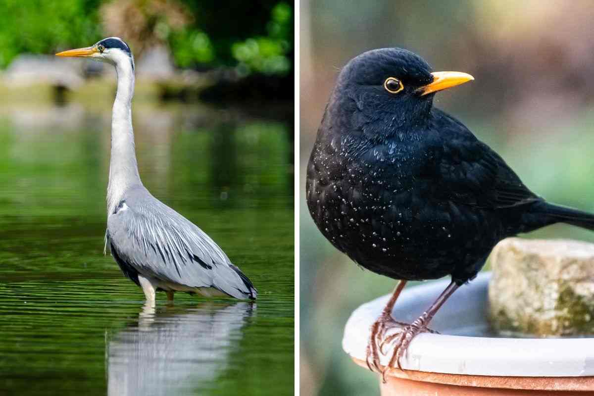 uccelli