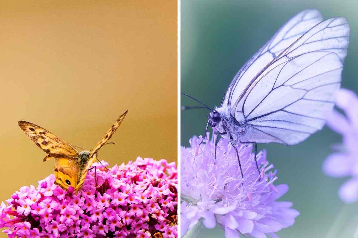 farfalla sui fiori